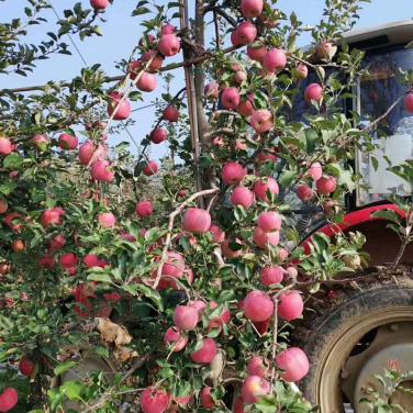 紅又甜在甘肅天水蘋果上面的著色效果